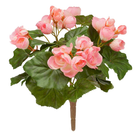 11" PINK BEGONIA BUSH