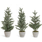 SNOWY PINE TREES IN GRAY CEMENT POTS