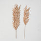 DRIED NATURAL FOUNTAIN PALM BUNCH SET OF 4 - BLUSH
