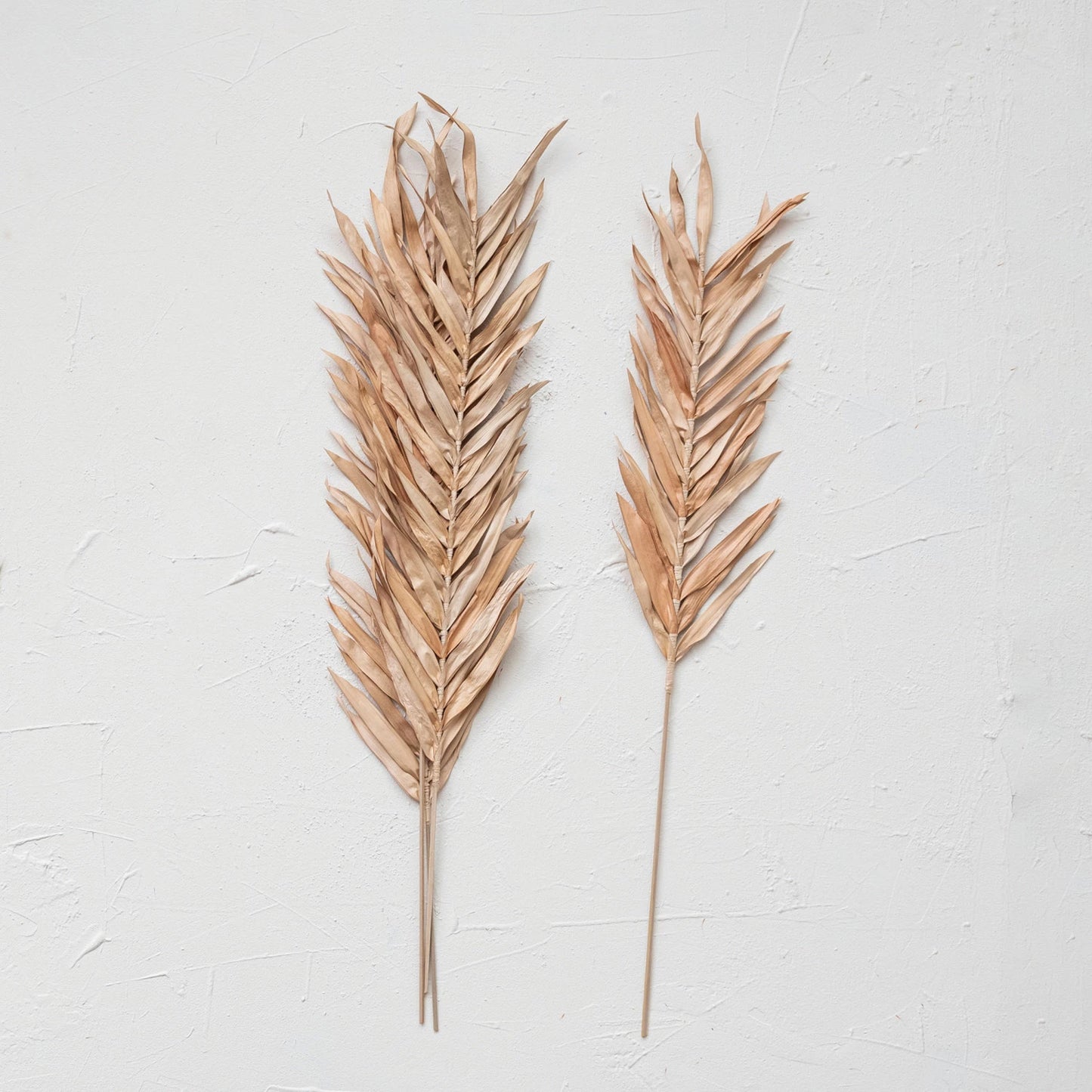 DRIED NATURAL FOUNTAIN PALM BUNCH SET OF 4 - BLUSH